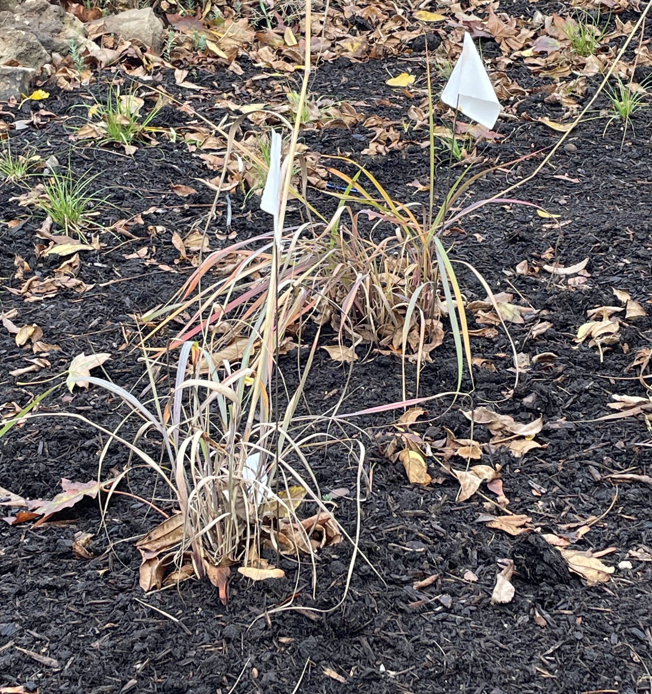 close up photo of 2 white flags sticking into clumps of Sorgastrum Nutans